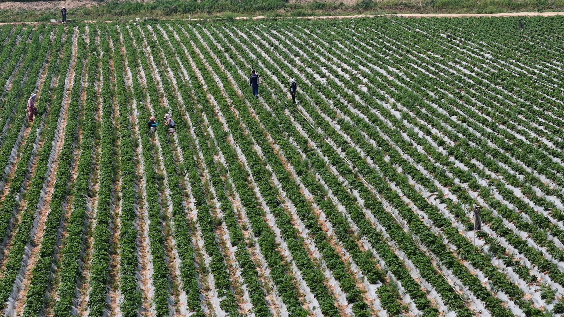 博華訂單農(nóng)業(yè)繪就(jiù)豐收新景，土(tǔ)地(dì)高(gāo)質量運營賦能(néng)單産增收