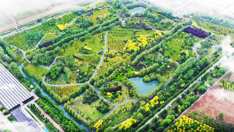 孔子(zǐ)草(cǎo)花(huā)園