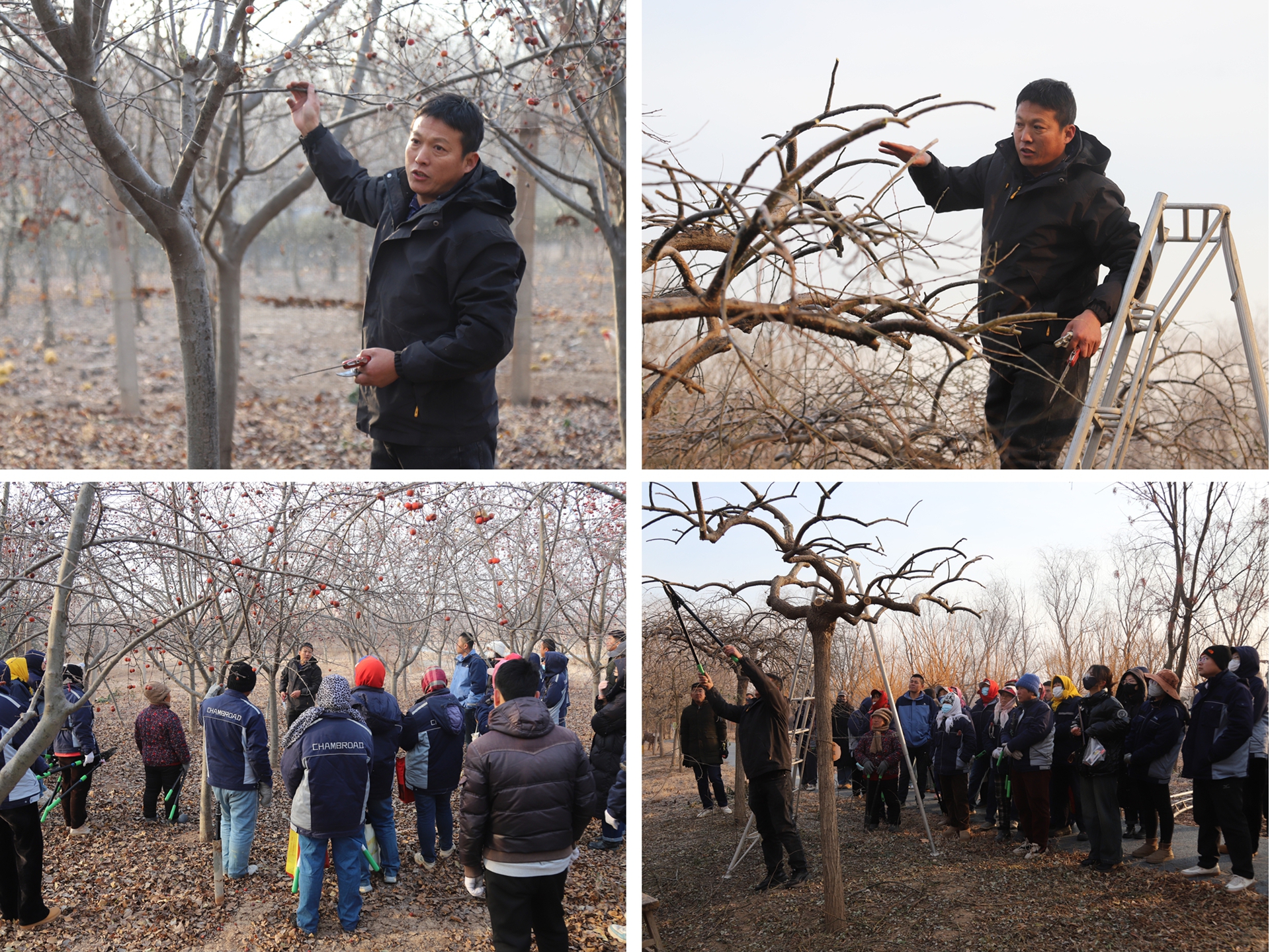 展工(gōng)匠(jiàng)風(fēng)采 攀技(jì)術(shù)高(gāo)峰——博華生(shēng)态農(nóng)業(yè)冬季苗木(mù)修剪技(jì)能(néng)比武以賽促學練匠(jiàng)心