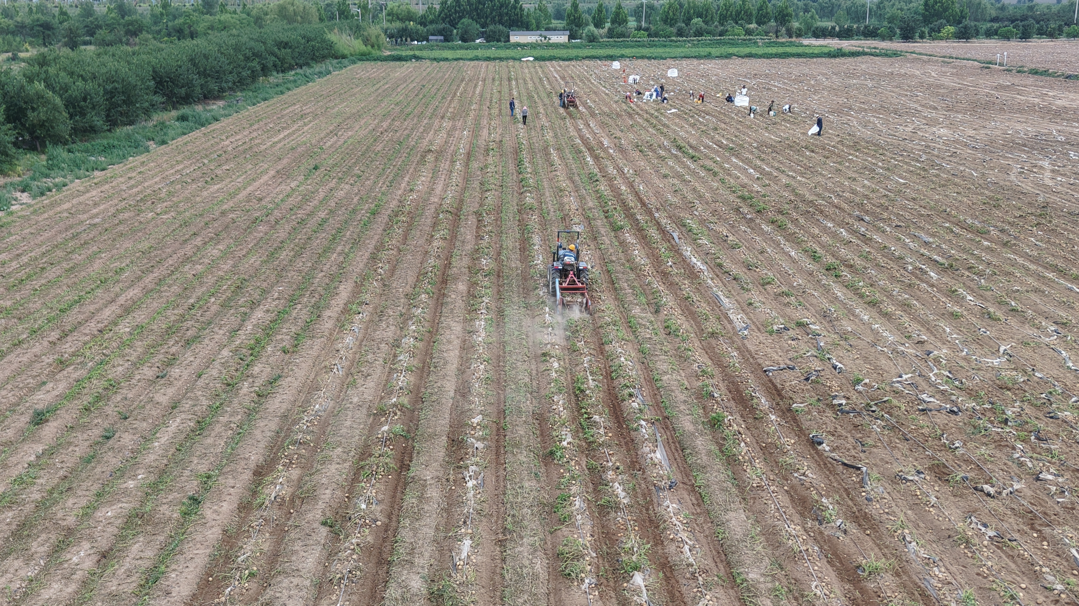 聯融共赢再結碩果 博華訂單馬鈴薯高(gāo)産豐收