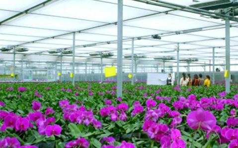 花(huā)卉園藝事(shì)業(yè)部：“小(xiǎo)品種”做(zuò)出“大(dà)産業(yè)”