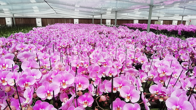 居家(jiā)花(huā)卉示範園